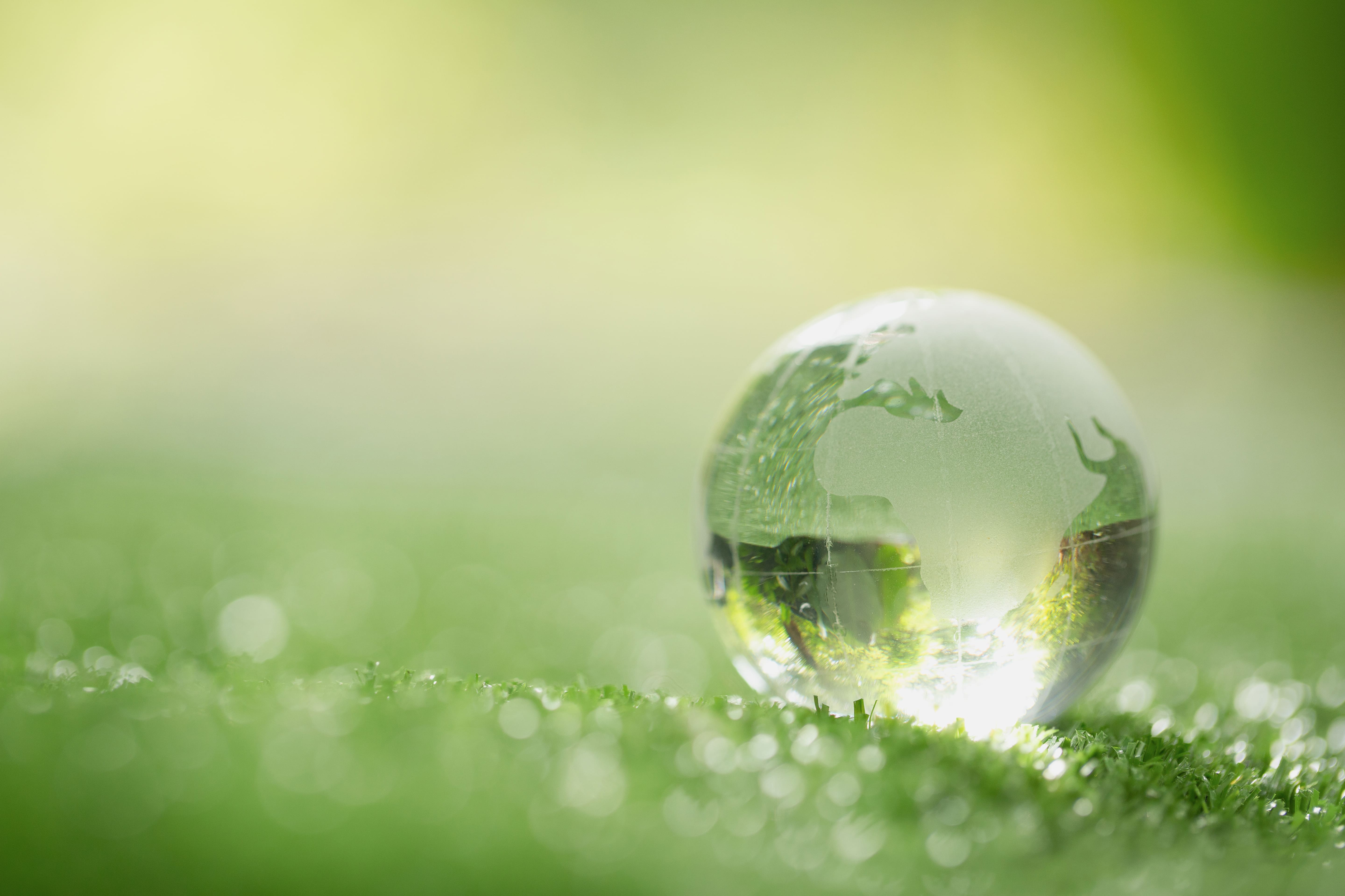 bulle sur l'herbe