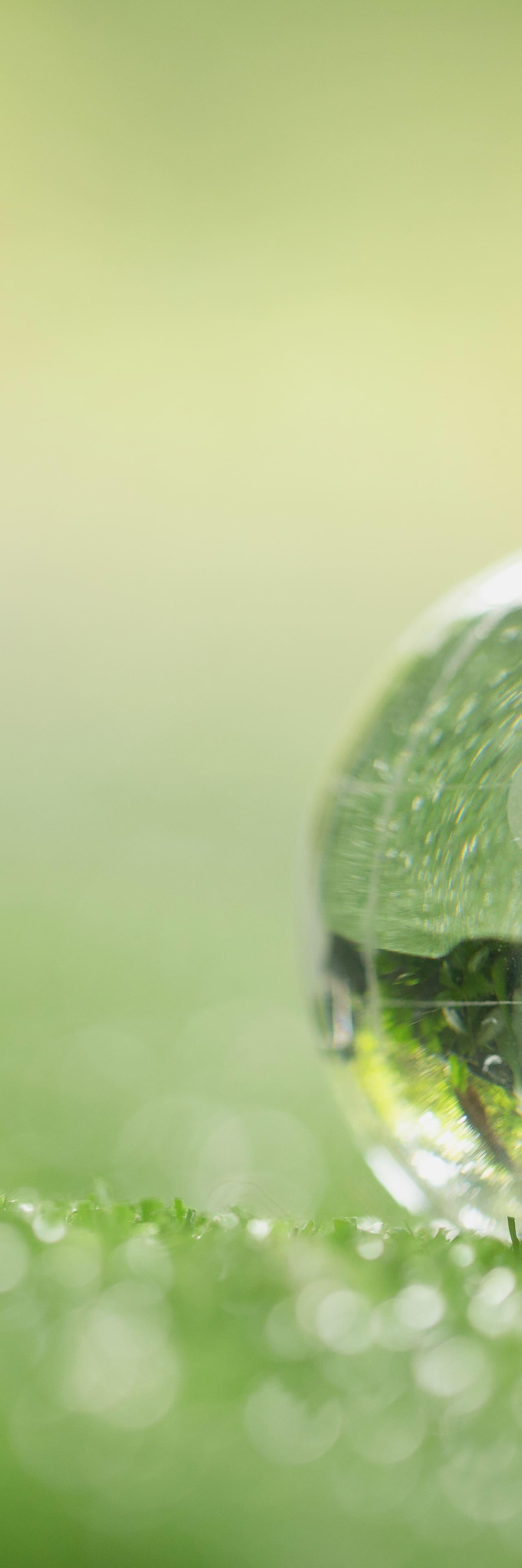 bulle sur l'herbe